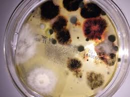 Closer look of mold in a container
